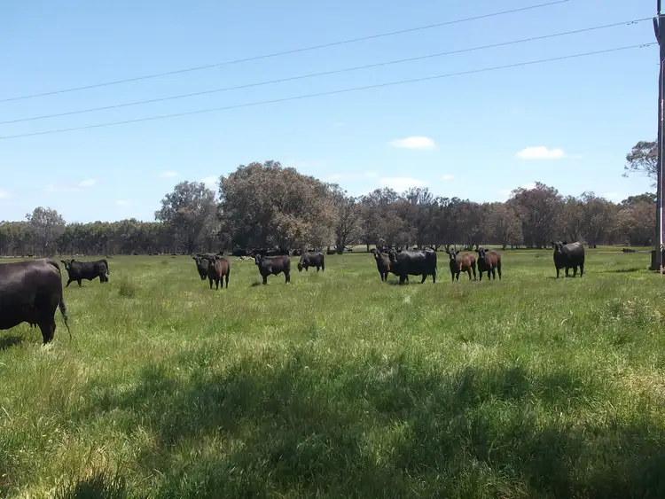 Sixth view of Homely rural property listing, 226 Wilgarrup Road, Manjimup WA 6258