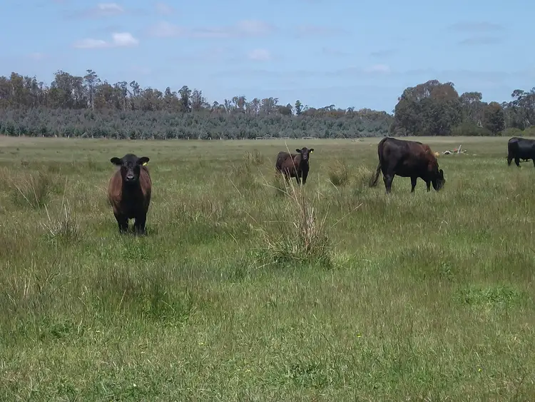 Seventh view of Homely rural property listing, 226 Wilgarrup Road, Manjimup WA 6258