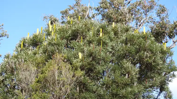 Lot 21 Chambers Road, Carbunup River WA 6280