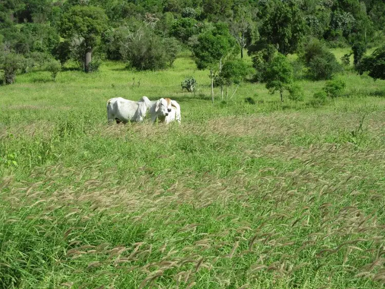 Main view of Homely rural property listing, 425 ACRES CATTLE GRAZING, Bell QLD 4408