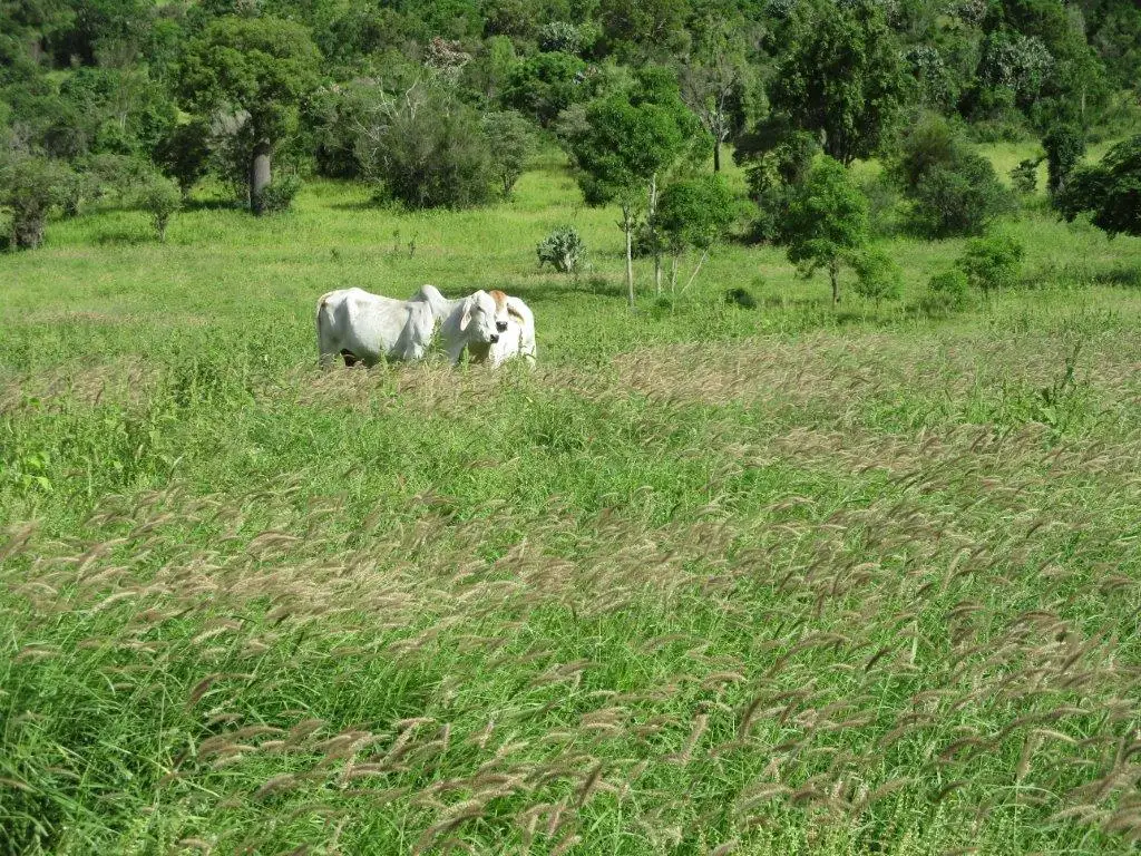 Main view of Homely rural property listing, 425 ACRES CATTLE GRAZING, Bell QLD 4408
