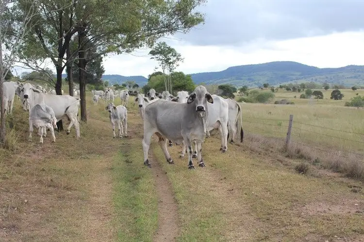Third view of Homely rural property listing, 471 Jones Road, Manyung QLD 4605