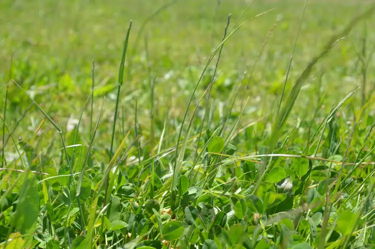 Sixth view of Homely rural property listing, Lot 609 Robertson Hundred Line Road, Naracoorte SA 5271