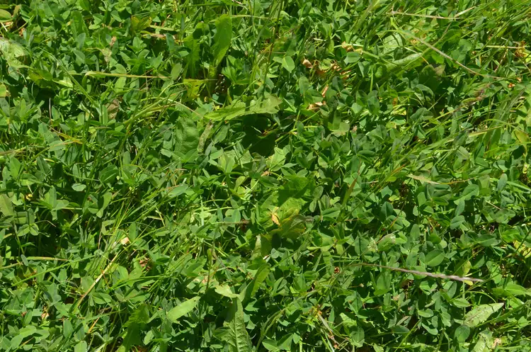 Seventh view of Homely rural property listing, Lot 609 Robertson Hundred Line Road, Naracoorte SA 5271