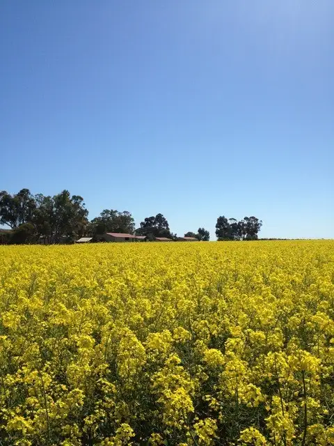 Main view of Homely rural property listing, 429 Wasleys Road, Mallala SA 5502