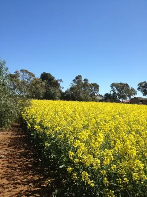 Fifth view of Homely rural property listing, 429 Wasleys Road, Mallala SA 5502