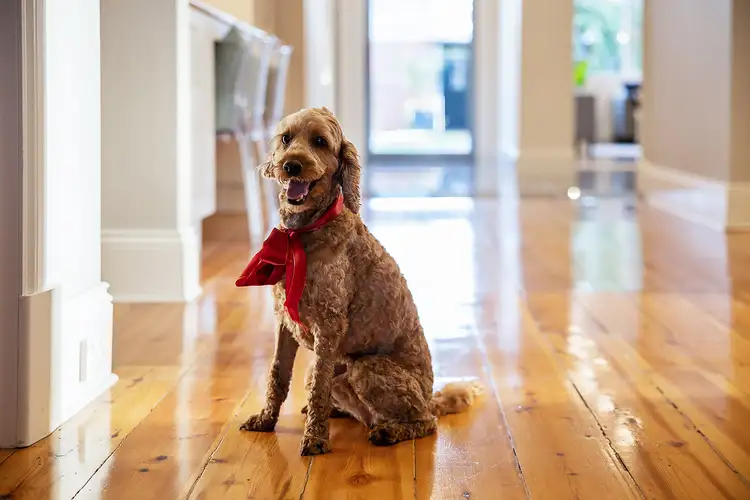 Sixth view of Homely house listing, 123 Angas Road, Westbourne Park SA 5041