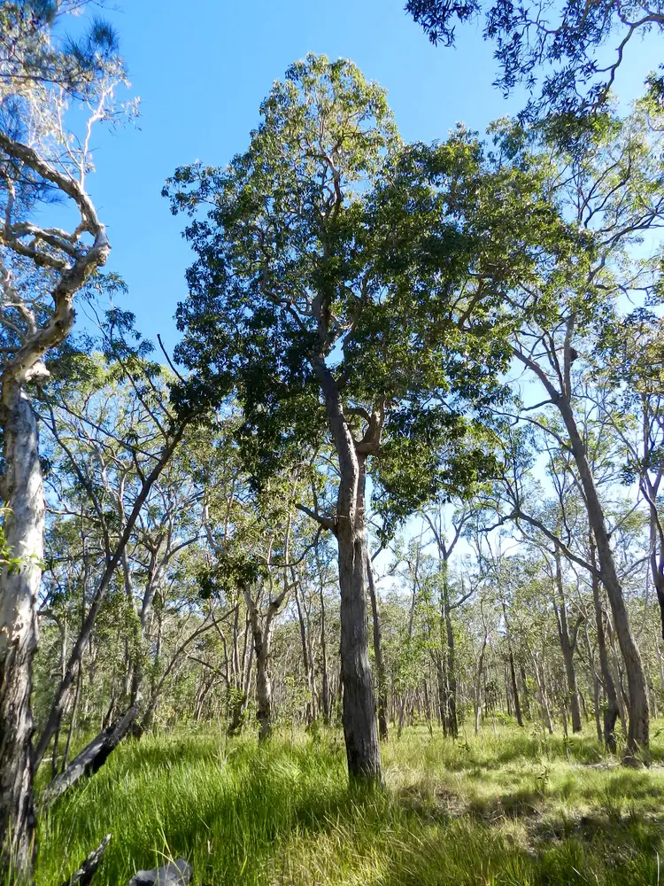 Second view of Homely land listing, 107 Range Road, Captain Creek QLD 4677