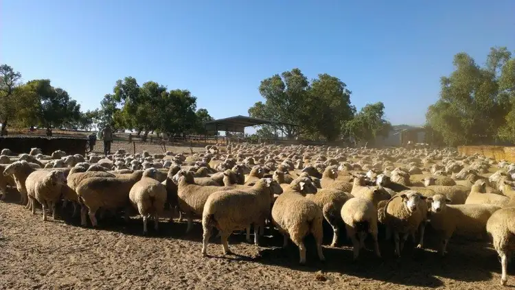 Sixth view of Homely rural property listing, 2150 BADGINGARRA ROAD, Badgingarra WA 6521