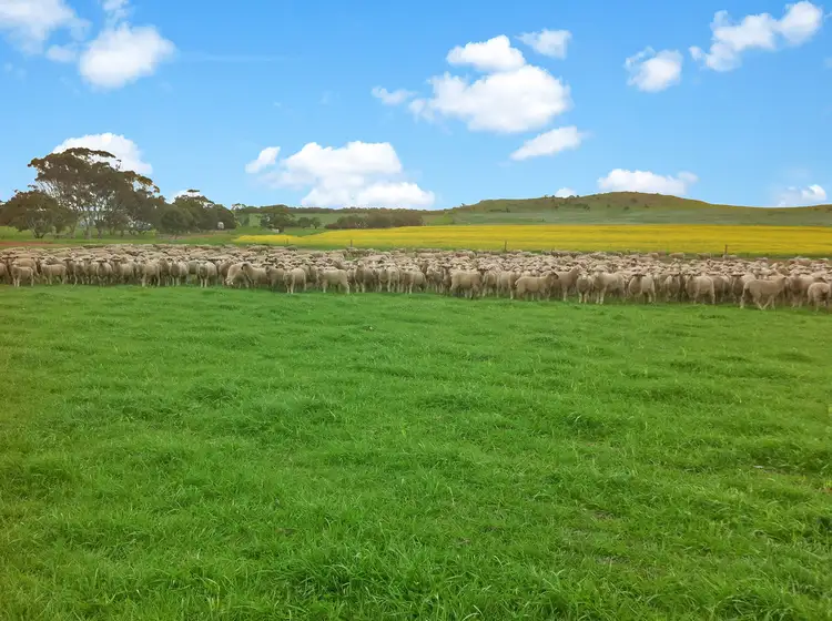 Third view of Homely rural property listing, 4502 Flinders Highway, Wangary SA 5607