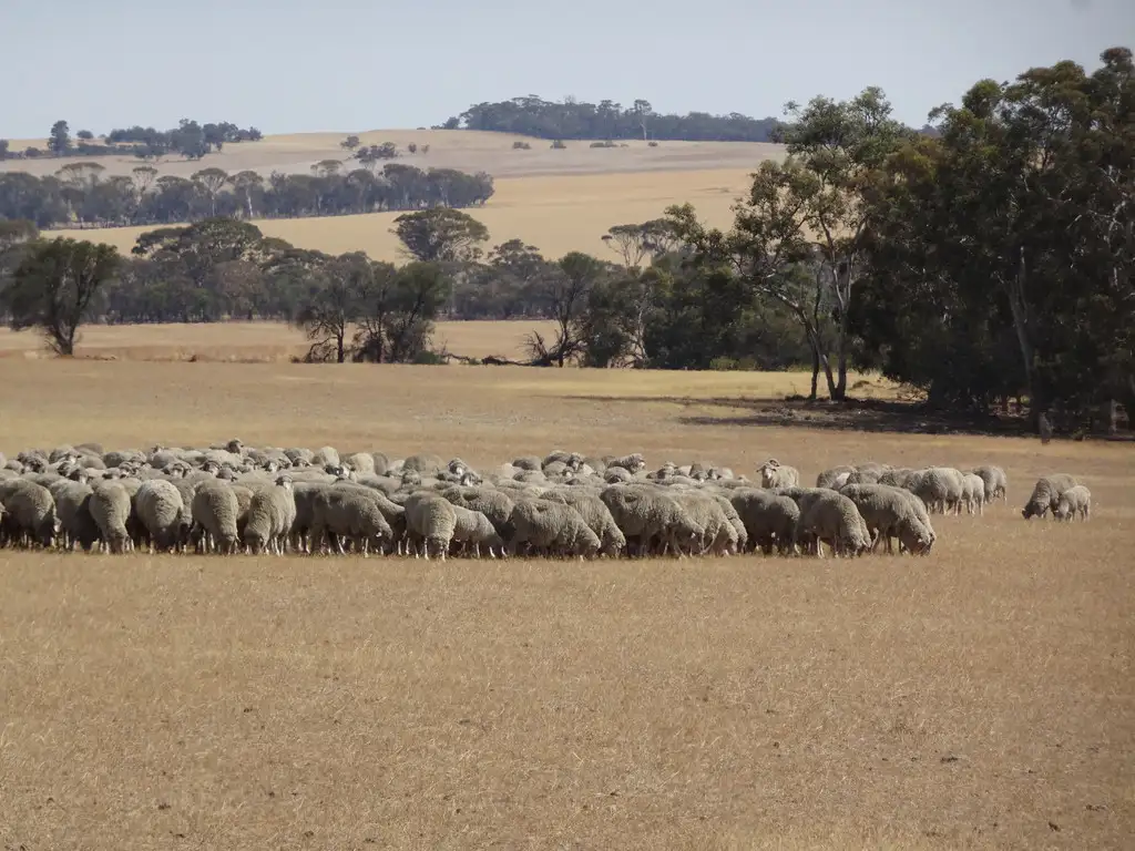 Main view of Homely rural property listing, 187 Yilliminning Rd, Toolibin WA 6312