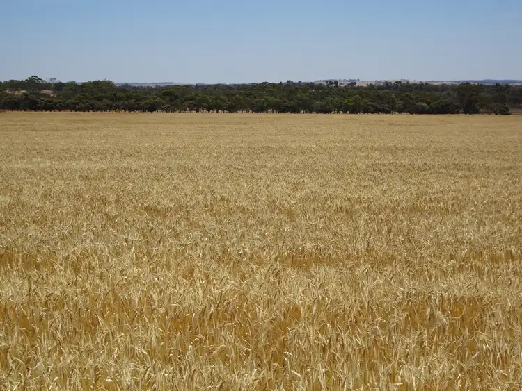 Fifth view of Homely rural property listing, 187 Yilliminning Rd, Toolibin WA 6312