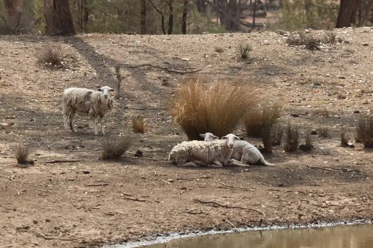 Fifth view of Homely rural property listing, - 1016 NYNGAN RD, Condobolin NSW 2877