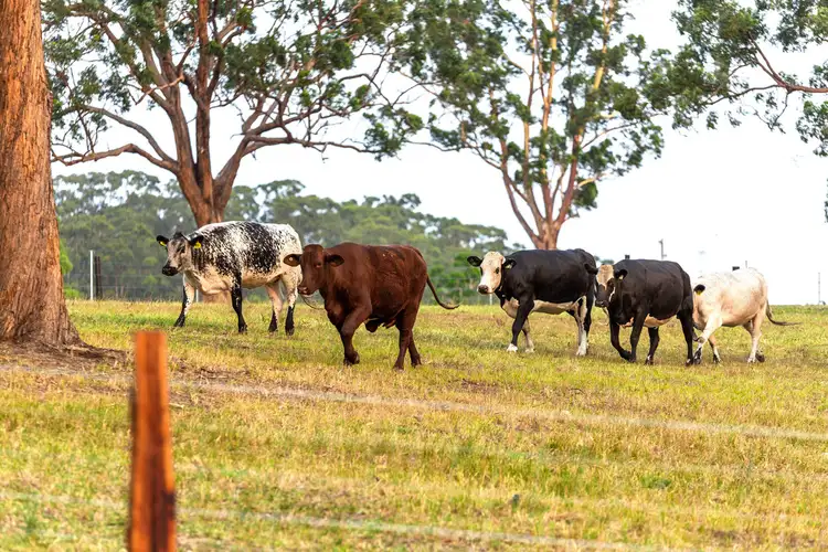 Fourth view of Homely land listing, Lot 1 Bangalow Rd, Coopernook NSW 2426