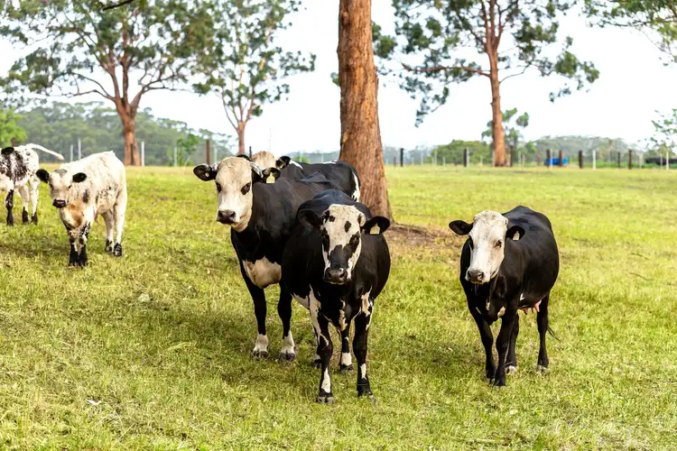 Fifth view of Homely land listing, Lot 1 Bangalow Rd, Coopernook NSW 2426