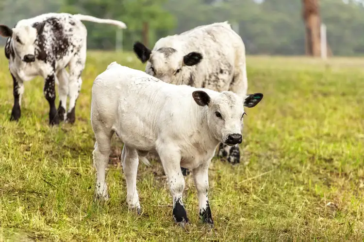 Sixth view of Homely land listing, Lot 1 Bangalow Rd, Coopernook NSW 2426