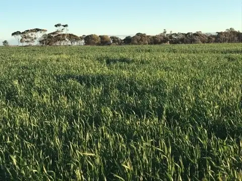 Fifth view of Homely rural property listing, 851 Koorda Kulja Rd, Koorda WA 6475