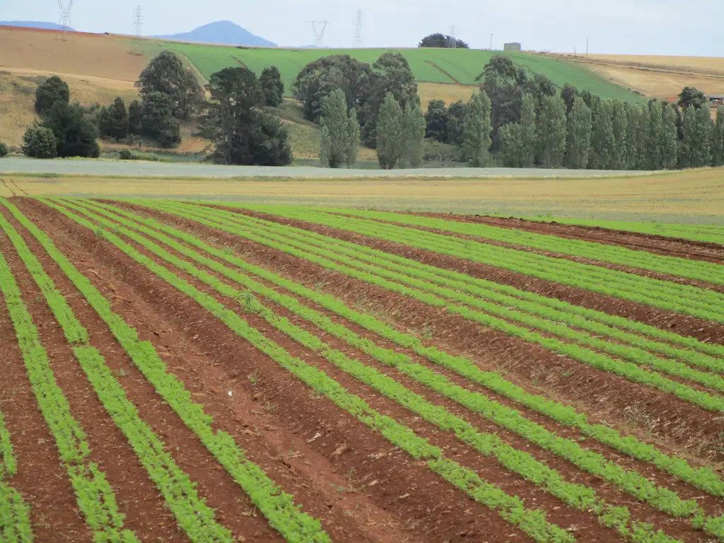 Main view of Homely rural property listing, 690 Kindred Road, Kindred TAS 7310