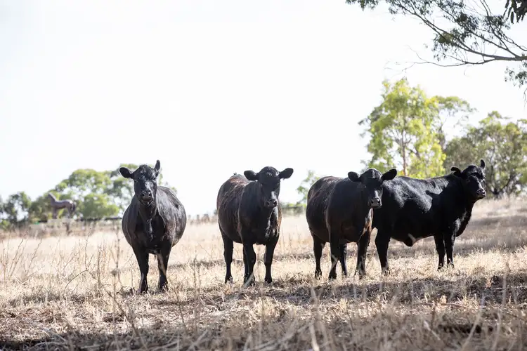 Fifth view of Homely rural property listing, Lot 1010 Cadgee Road, Naracoorte SA 5271