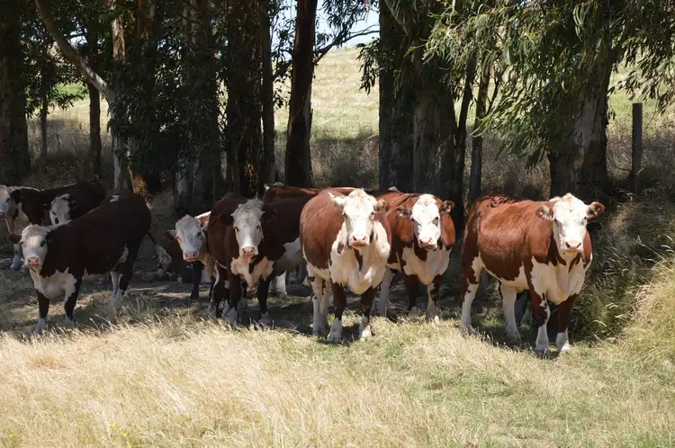 Fourth view of Homely rural property listing, 1500 KORUMBURRA-WARRAGUL ROAD, Strzelecki VIC 3950