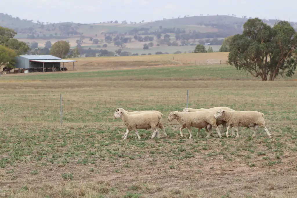 Main view of Homely rural property listing, 871 Stockinbingal Road, Cootamundra NSW 2590