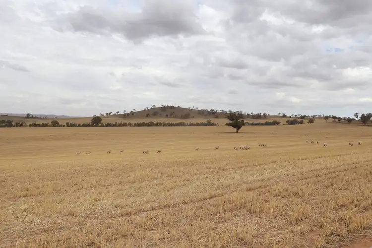 Sixth view of Homely rural property listing, 871 Stockinbingal Road, Cootamundra NSW 2590