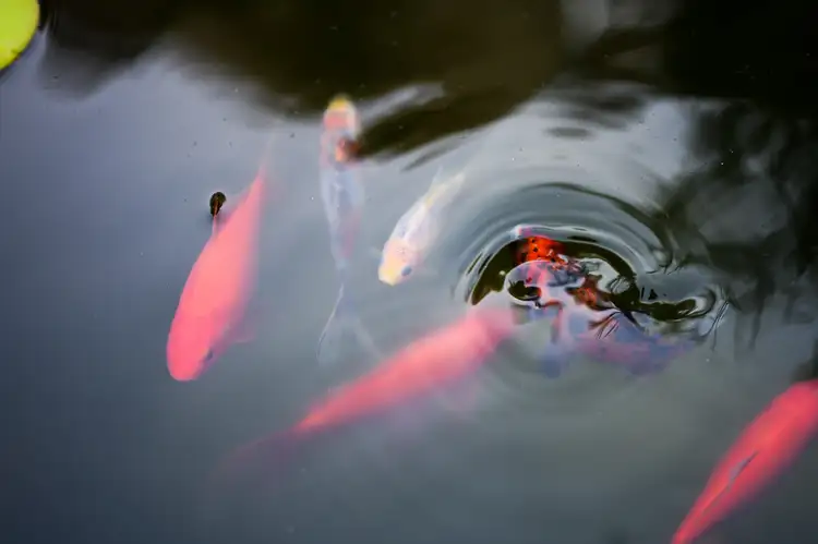 Sixth view of Homely house listing, 18 Albert Street, Clarence Gardens SA 5039