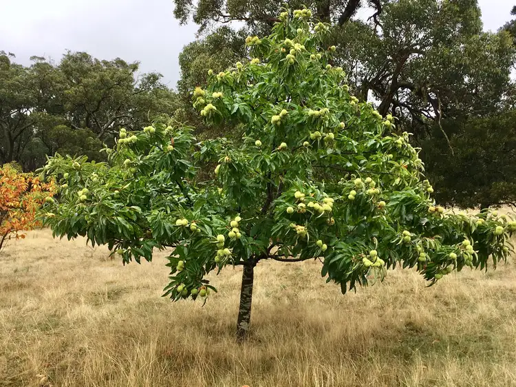 Fourth view of Homely land listing, 162 Flagstaff Ridge Road, Linton VIC 3360