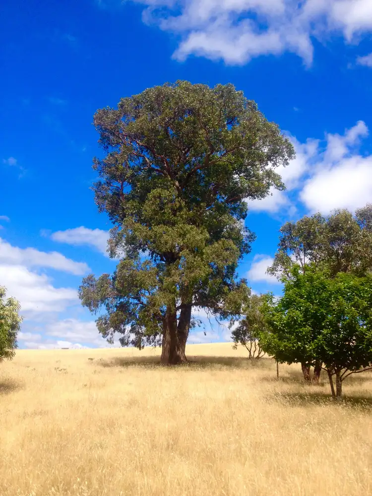 Sixth view of Homely land listing, 162 Flagstaff Ridge Road, Linton VIC 3360