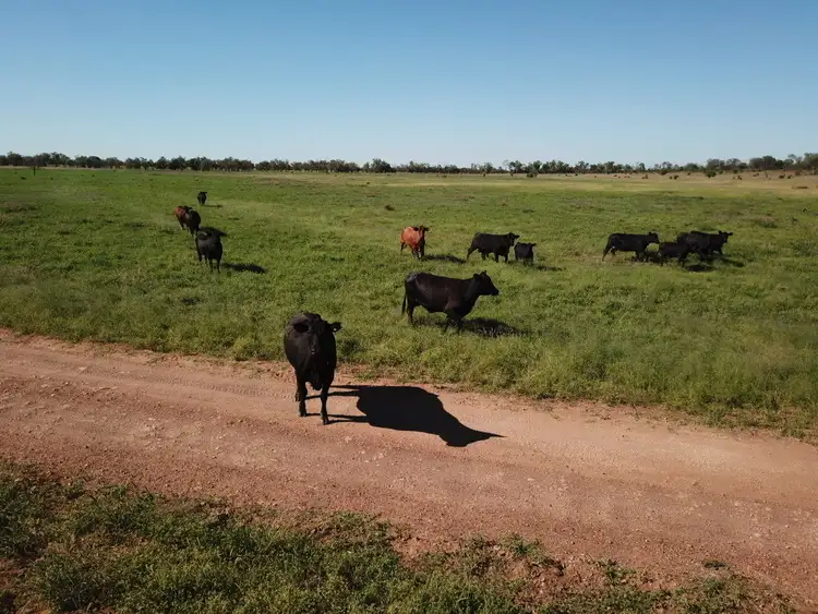 Third view of Homely rural property listing, "TARILLA STATION", St George QLD 4487