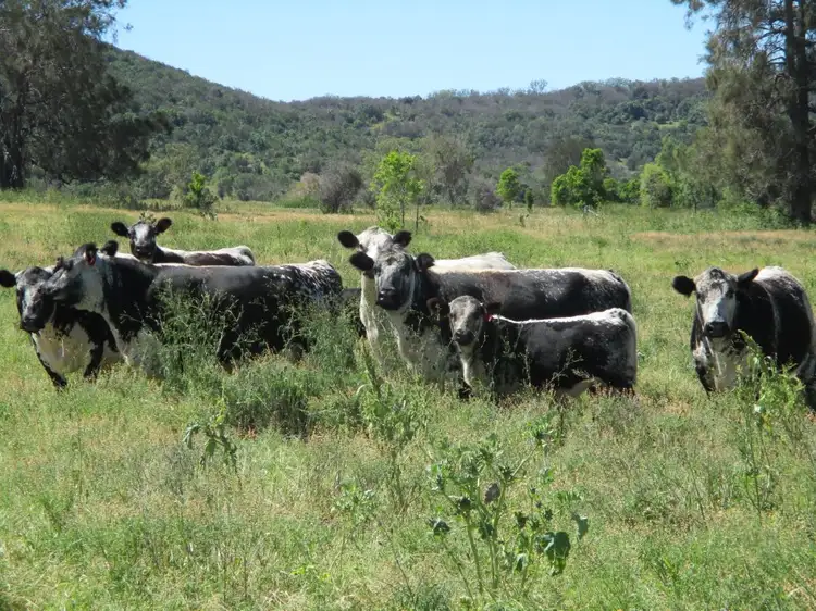 Main view of Homely rural property listing, 378 ACRES, Bell QLD 4408