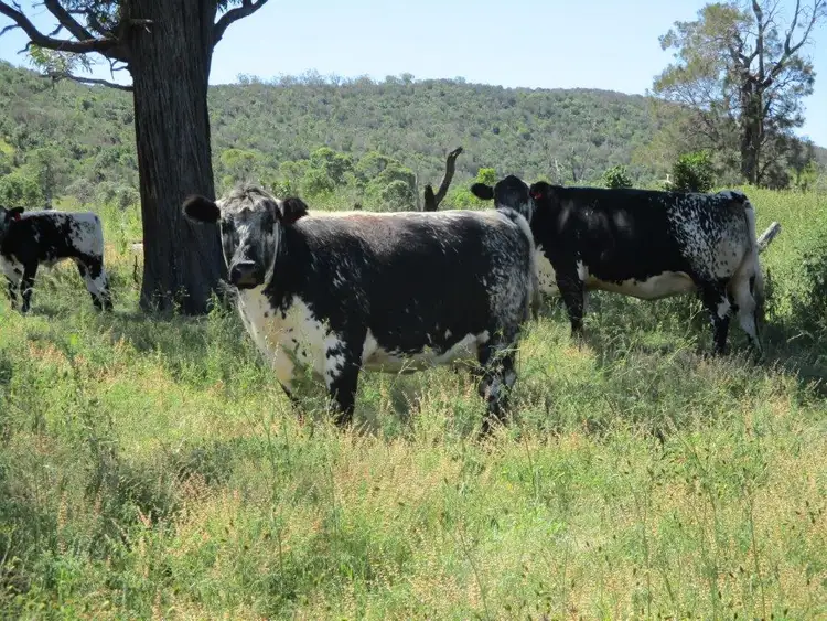 Seventh view of Homely rural property listing, 378 ACRES, Bell QLD 4408