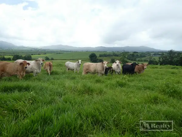 Fifth view of Homely rural property listing, Address available on request