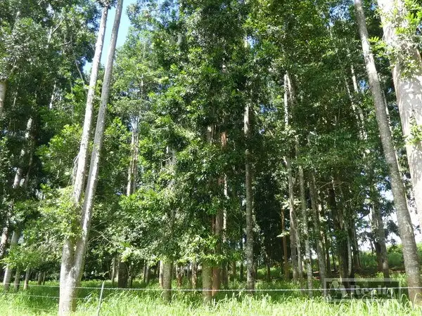 Seventh view of Homely rural property listing, Address available on request