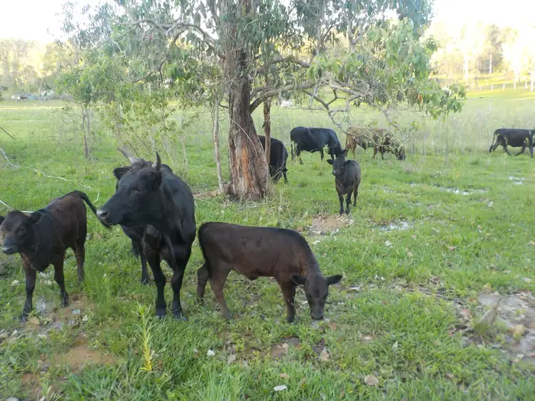 Third view of Homely land listing, 431 Duckpond Rd, Gin Gin QLD 4671
