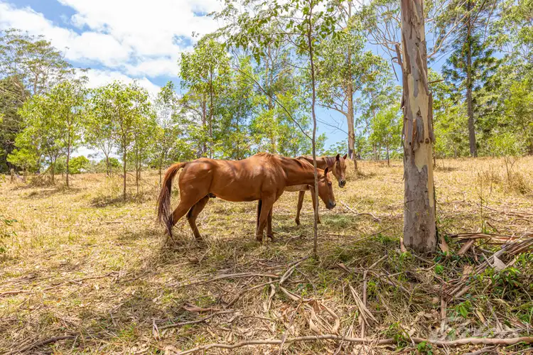 Sixth view of Homely rural property listing, 419 BELLTHORPE WEST ROAD, Bellthorpe QLD 4514