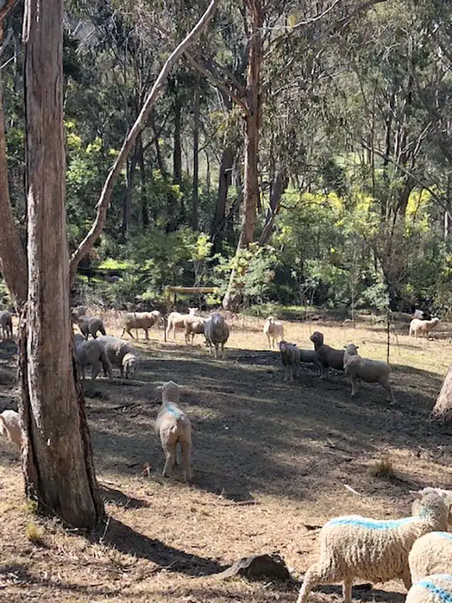 Seventh view of Homely rural property listing, 345 Upper Boho Rd, Boho VIC 3669