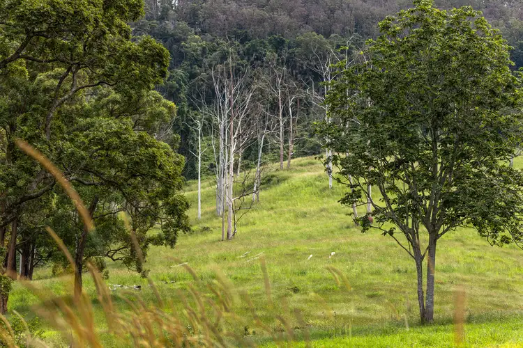 Seventh view of Homely rural property listing, 116 Mulligans Lane, Kimbriki NSW 2429