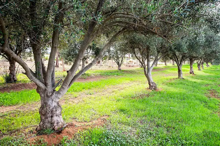 Fourth view of Homely land listing, Lot 26 Manzanillo Avenue, Moama NSW 2731