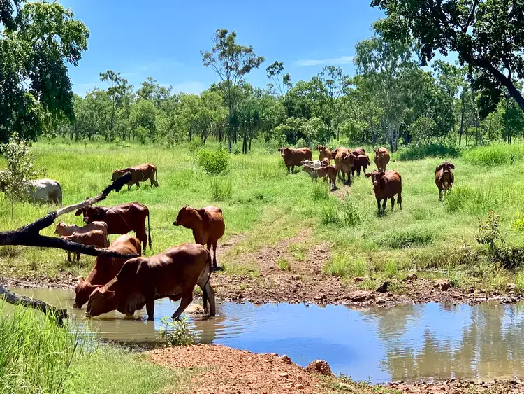 Fourth view of Homely rural property listing, 678 Edith Farms Rd, Katherine NT 850