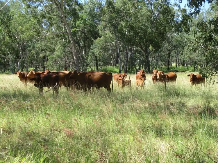Main view of Homely rural property listing, 2519 ACRES GRAZING PROPERTY, Dulacca QLD 4425