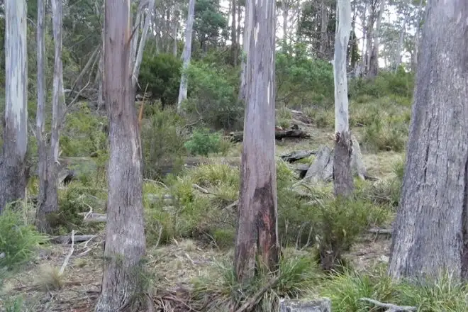 Second view of Homely land listing, Lot 1 Pelham Road, Pelham TAS 7030