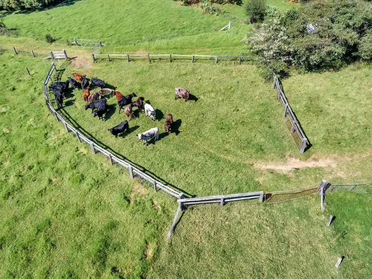 Sixth view of Homely rural property listing, 406 Lower Bielsdown Road, Dorrigo NSW 2453