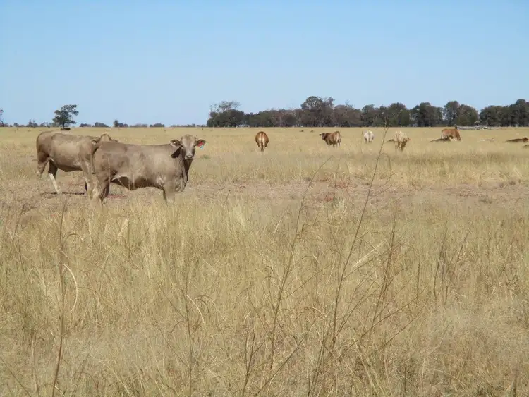 613 ACRES CLOSE TO TOWN, Tara QLD 4421