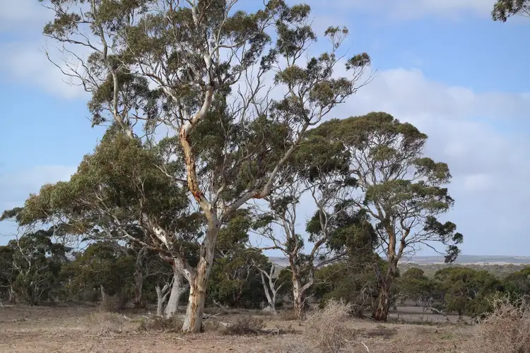 Second view of Homely rural property listing, 225 Schenscher Road, Monarto SA 5254