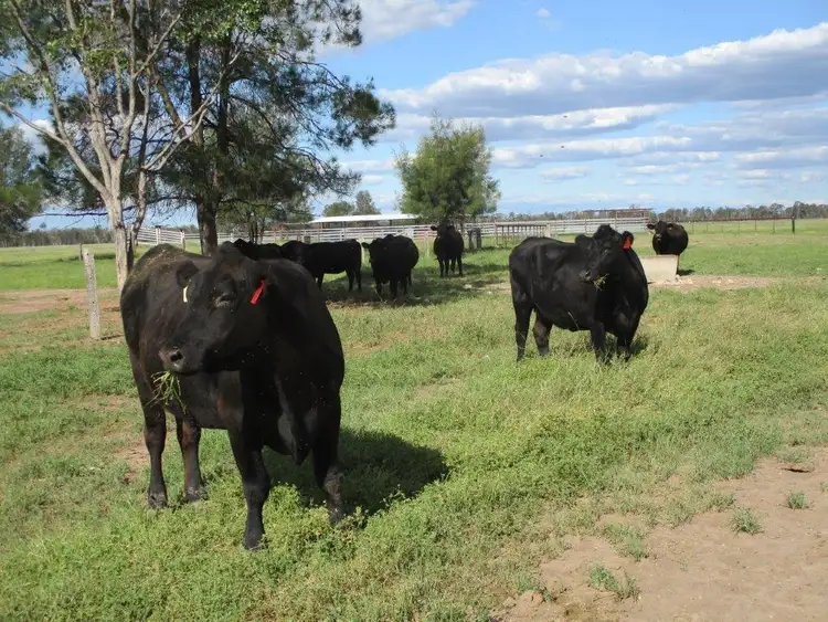2438 ACRES BRIGALOW/BELAH, Tara QLD 4421