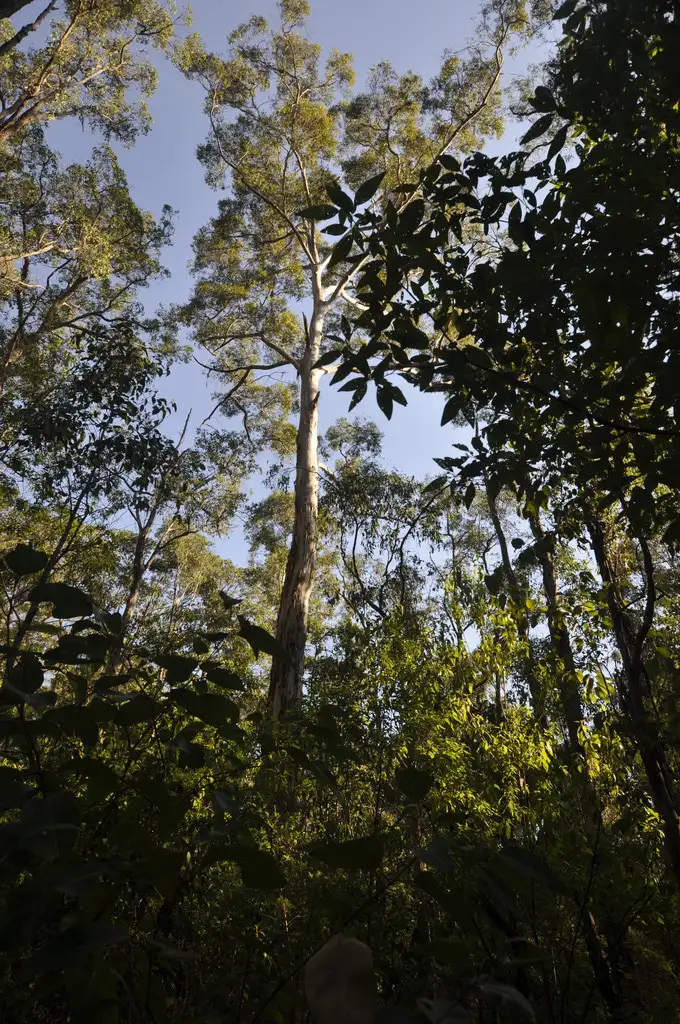 Main view of Homely land listing, Lot 123 KARRI LANE, Quinninup WA 6258