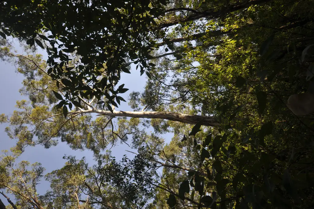 Main view of Homely land listing, Lot 123 KARRI LANE, Quinninup WA 6258