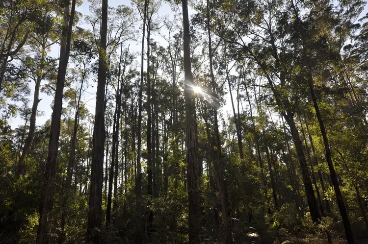 Seventh view of Homely land listing, Lot 123 KARRI LANE, Quinninup WA 6258
