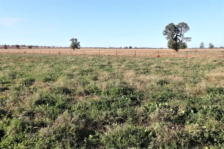 Second view of Homely rural property listing, 267 Bena Road, Ungarie NSW 2669
